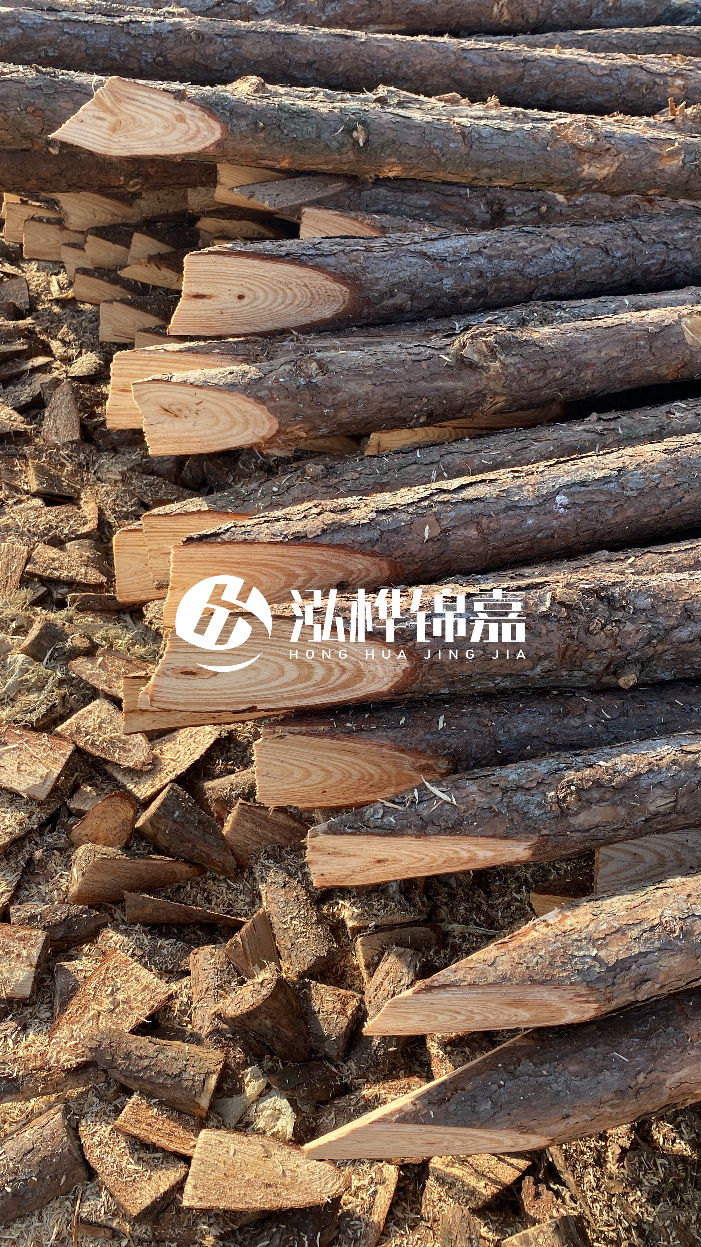 松木樁怎么分辨好壞？學(xué)會(huì)這幾招，輕松分辨松木樁好壞不踩雷！